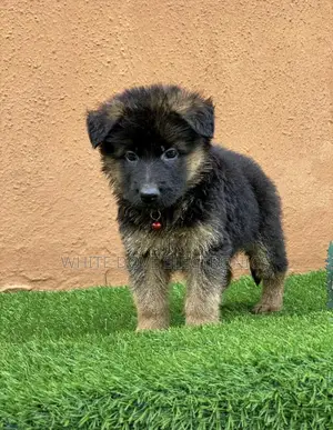 1-3 months Male Purebred Caucasian Shepherd