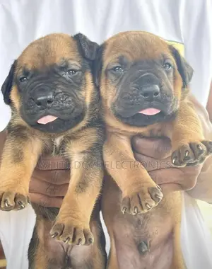 1-3 months Female Purebred Boerboel