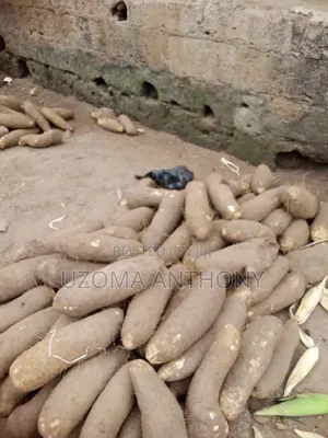 Yam Tubers