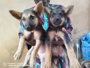 1-3 months Female Purebred German Shepherd