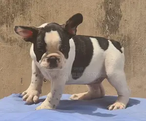 1-3 months Male Purebred French Bulldog