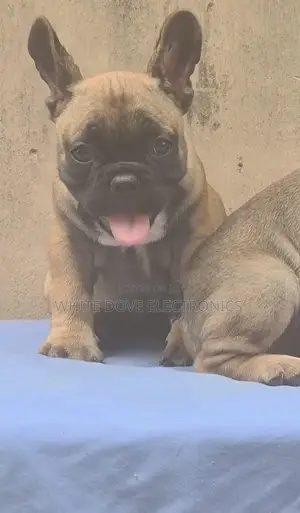 1-3 months Male Purebred French Bulldog