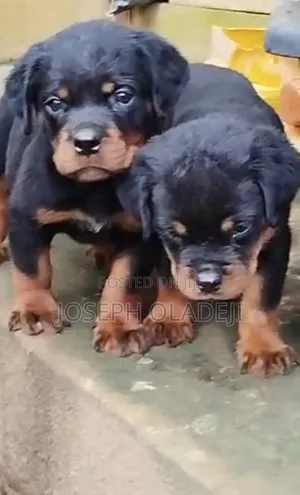 1-3 months Male Purebred Rottweiler