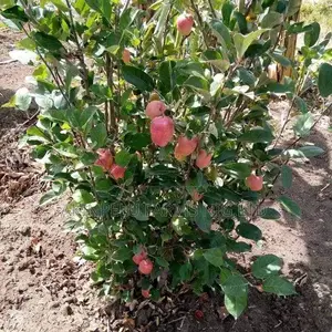 Pomegranate Seedlings.