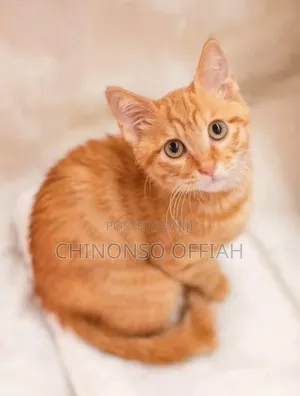 1-3 months Female Purebred American Shorthair