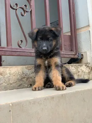 1-3 months Male Purebred German Shepherd
