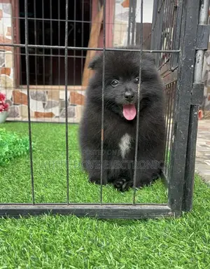 1-3 months Female Purebred Pomeranian