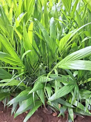 Hybrid Tenera (F1) Oil Palm Seedlings