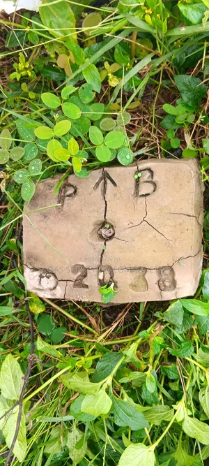 Land Surveyor