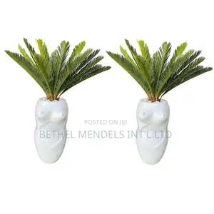 Combo of Sisi Vase/Cycas Plant