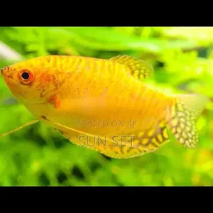 Peaceful Gold Gourami