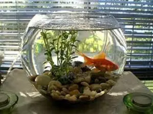 10 Liters Fishbowl With 3 Small Fishes
