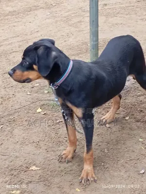 3-6 months Male Purebred Rottweiler
