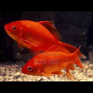 1 Inch Aquarium/Fishbowl Kit Goldfish
