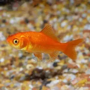 Aquarium/Fishbowl Kit Godfish
