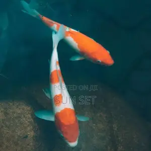 White/Orange Koi 3-4 Inches Size