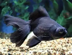 Black Moore Aquarium Fish