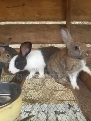 Adorable Rabbit Pet's