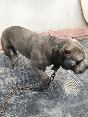 American Bully Stud