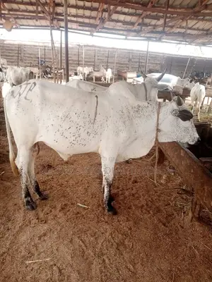 Uncle Joe Cow A.K.A UJB