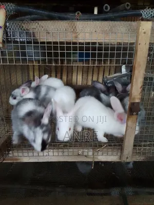 Rabbit Weaners,Grower, Mature and Meat Available