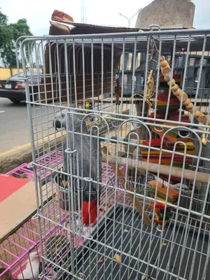 Africa Talking Bird Parrots
