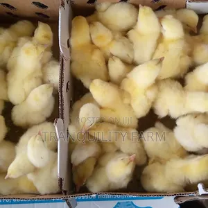 Day Old Chicks