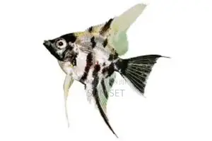 Angel Fish for Aquariums and Fish Bowls