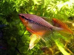 Pearl Gourami Aquarium Fish