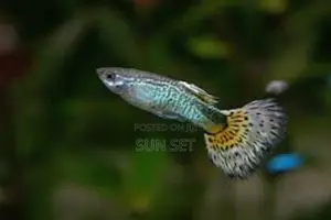 Fancy Guppies for Fishbowl/Aquarium