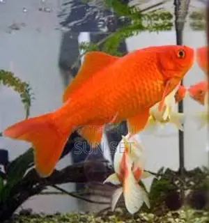 1.2 Inches Comet Goldfish for Aquarium/ Fish Bowl