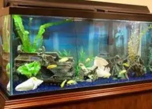Massive Aquariums