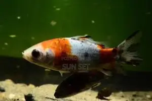 Yellow and White Japanese Koi Fish