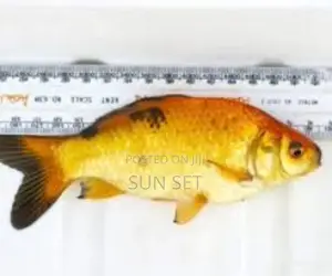 Orange and Black Mix Koi Fish for Aqariums