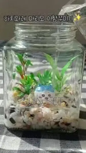Plastic Fish Bowl Kit + Fish Feed and Water Treatment