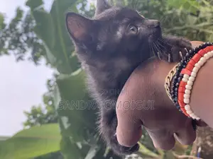 1-3 months Male Purebred American Shorthair