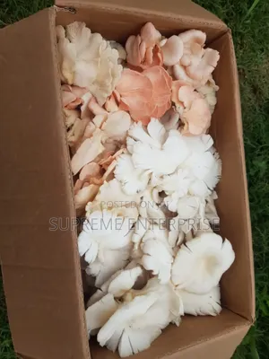 Fresh Mushroom for Sale