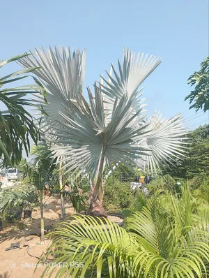 Big Silver Palm