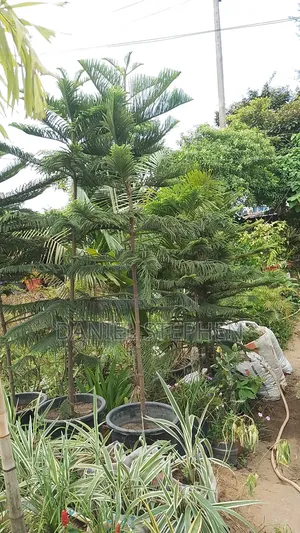 Araucaria for Sell (10 Feet)