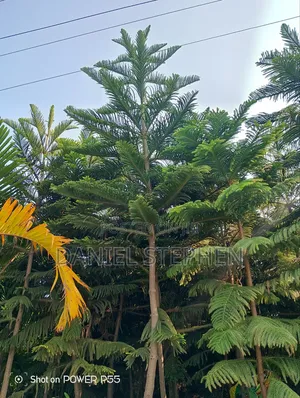 Different Sizes of Araucaria for Sale