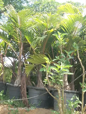 Big Bottle Palm for Sell