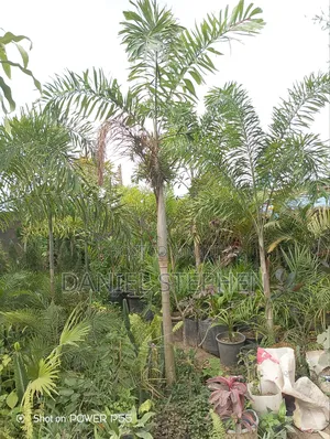 12 Feet Plus Palm for Sell