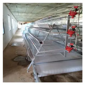 A Type Foreign Layers Cage With Pp Conveyor Cleaning System