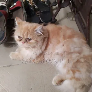 Mate Your Female Persian Cat With a Lovely Male
