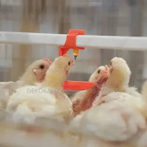 160 Broiler Brooding Cage (Imported Type) For Fast Roi