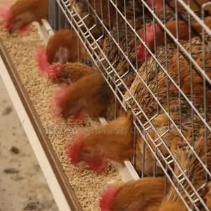 160 Chicken Layer Battery Cage, Hotdip Galvanize Cage