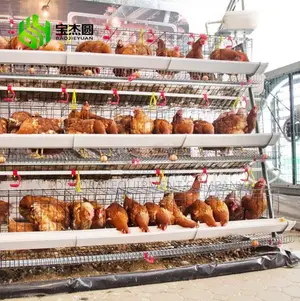 160 Capacity Chicken Layers Cage And Poultry Equipment Hub