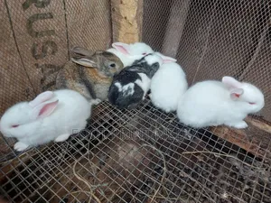 Weaners Rabbits