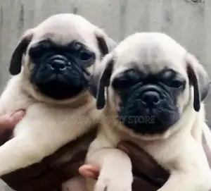 0-1 month Female Purebred Pug