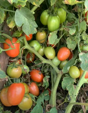 Tomato Production/Farming.